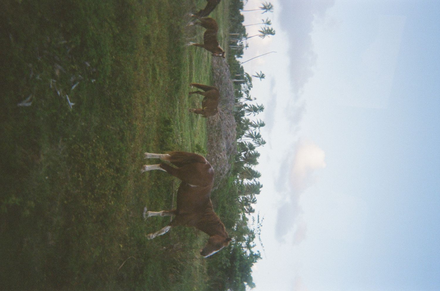 Horses near Cap Cana.
